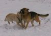 Golden Retriever Foto: Cora + Ferros (ID 9231) Golden Retriever Hund