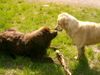 Golden Retriever Foto: Cora und Lulu...HEY DAS IST MEINER!!! ;-)) (ID 12179) Golden Retriever Hund