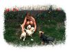Golden Retriever Foto: wau ist das lustig! (ID 3346) Golden Retriever Hund