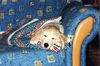 Golden Retriever Foto: Curly nach ihrem (ID 1209) Golden Retriever Hund