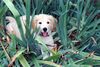 Golden Retriever Foto: curly (ID 1210) Golden Retriever Hund