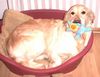Golden Retriever Foto: Golden Retriever Zucht (ID 9188) Golden Retriever Hund