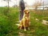 Golden Retriever Foto: Aisha von der Rothenburg (ID 6864) Golden Retriever Hund