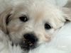 Golden Retriever Foto: Golden-Retriever-Welpe mit 6 Wochen (ID 1993) Golden Retriever Hund