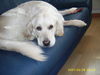 Golden Retriever Foto: LEA (ID 37518) Golden Retriever Hund