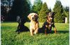 Golden Retriever Foto: Ich und meine zwei Freunde (ID 10322) Golden Retriever Hund
