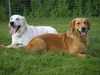 Golden Retriever Foto: Einstein - Jenny (ID 33366) Golden Retriever Hund