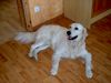 Golden Retriever Foto (ID 7881) Golden Retriever Hund