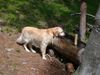 Golden Retriever Hund
