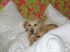 Golden Retriever Hund