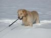 Golden Retriever Hund