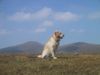 Golden Retriever Hund