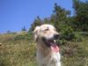 Golden Retriever Hund