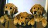 Golden Retriever Foto: Ungarn hunde verkaufen (ID 2049) Golden Retriever Hund