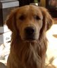 Golden Retriever Foto: Hallo, ich bin Djego. Und Du ?????? (ID 31668) Golden Retriever Hund