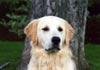 Golden Retriever Foto: Man glaubt es kaum: Archimedes kann auch ernsthaft schauen... ;) (ID 5) Golden Retriever Hund