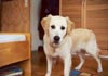 Golden Retriever Foto: Nocheinmal Archimedes. (ID 10) Golden Retriever Hund