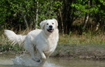 Golden Retriever Hund