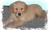 Golden Retriever Foto: Goldi Welpe (ID 3007) Golden Retriever Hund