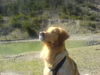 Golden Retriever Foto (ID 38166) Golden Retriever Hund