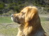 Golden Retriever Foto: Paul (ID 38144) Golden Retriever Hund