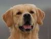 Golden Retriever Foto: ein vogel im himmel (ID 36283) Golden Retriever Hund