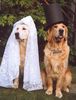 Golden Retriever Foto: Nun sag schon endlich (ID 30036) Golden Retriever Hund