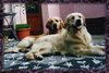 Golden Retriever Foto: Golden Retriever vom Weinberg (ID 1623) Golden Retriever Hund