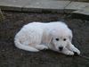 Golden Retriever Foto: Cora mit ca. 9/10 Wochen (ID 10722) Golden Retriever Hund