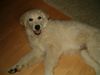 Golden Retriever Foto: Cora mit ca. 15/16 Woche (ID 10766) Golden Retriever Hund