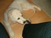 Golden Retriever Foto: Cora mit ca. 15/16 Wochen - mein Socken muss wieder leiden XD (ID 10767) Golden Retriever Hund