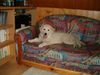 Golden Retriever Foto: Cora mit ca. 15/16 Wochen - machts sich mal wieder auf meinem Sofa bequem ;D (ID 10768) Golden Retriever Hund