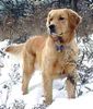 Golden Retriever Foto: Ist die nicht süß? (ID 26424) Golden Retriever Hund
