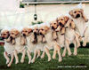 Golden Retriever Foto: Hundeleine (ID 30037) Golden Retriever Hund