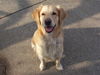 Golden Retriever Foto: One happy Cory =) (ID 32042) Golden Retriever Hund