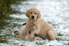 Golden Retriever Foto: Welpenspiel (ID 1963) Golden Retriever Hund