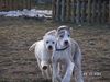 Golden Retriever Foto: bobby u. jar jar in der welpenschule (ID 10044) Golden Retriever Hund