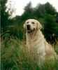 Golden Retriever Foto (ID 2629) Golden Retriever Hund