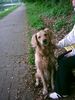 Golden Retriever Foto: Tierheimausführhund (ID 11575) Golden Retriever Hund