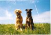 Golden Retriever Foto: Jella und chicco (ID 11143) Golden Retriever Hund