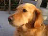 Golden Retriever Foto: mein kleiner haariger Nachbar (ID 22830) Golden Retriever Hund