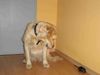 Golden Retriever Foto: Bist du mein Nachtisch? (ID 15183) Golden Retriever Hund