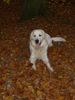 Golden Retriever Foto: Kenay im Herbstlaub (ID 26682) Golden Retriever Hund
