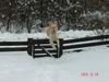 Golden Retriever Foto: mich sperrst du nicht ein (ID 30002) Golden Retriever Hund