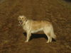 Golden Retriever Foto: Frühlingssonne schnuppern (ID 29449) Golden Retriever Hund