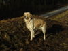 Golden Retriever Foto: Frühlingssonne schnuppern (ID 29450) Golden Retriever Hund