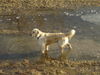 Golden Retriever Foto: Auch diese Pfütze ist meins *ggg* (ID 29451) Golden Retriever Hund