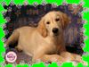 Golden Retriever Foto: Kerry am Sofa (ID 16636) Golden Retriever Hund
