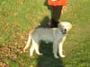 Golden Retriever Foto: Kerryline geniesst die letzten Sonnenstrahlen (ID 16469) Golden Retriever Hund