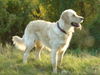 Golden Retriever Foto: noch mal schnell Herbstsonne schnuppern (ID 26173) Golden Retriever Hund